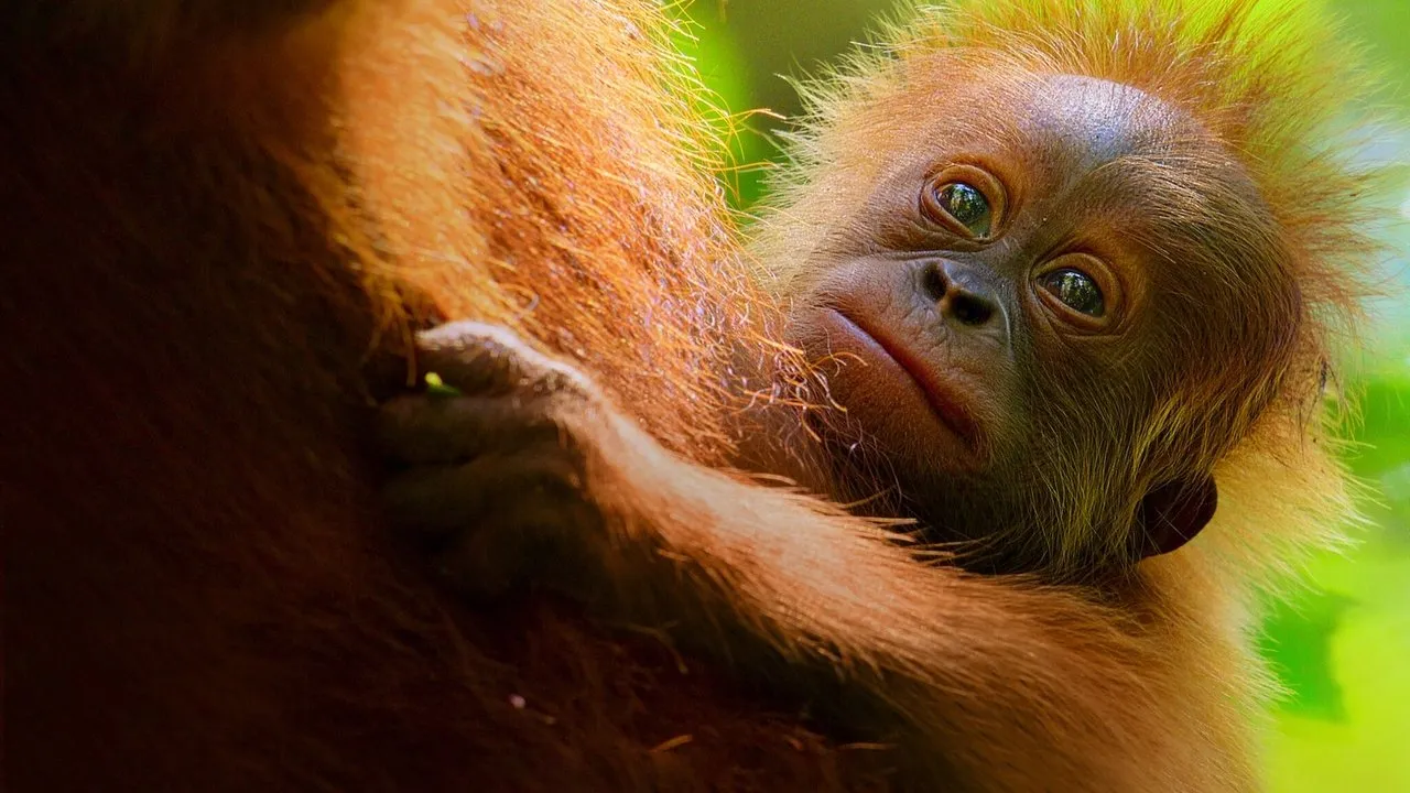 Secret Lives of Orangutans (2024) দৃশ্য