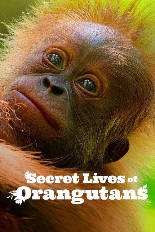 Secret Lives of Orangutans (2024) পোস্টার