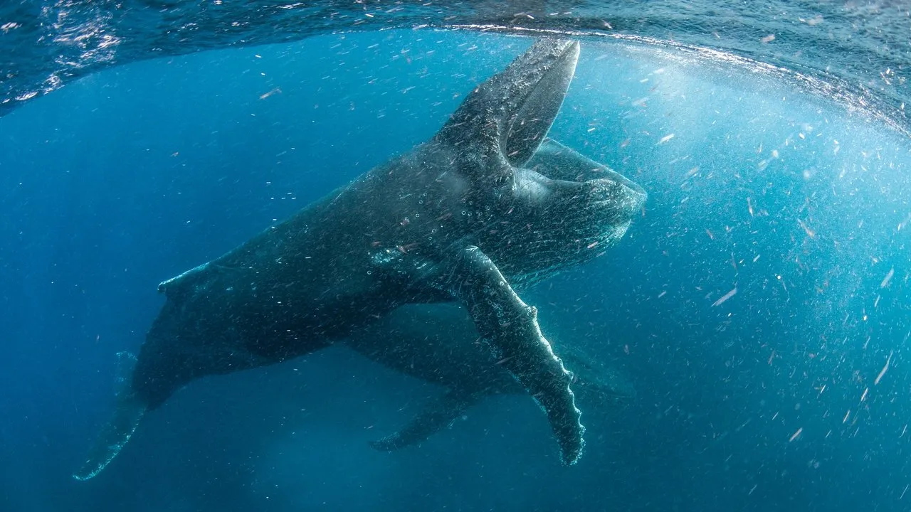 Our Planet (2019) still