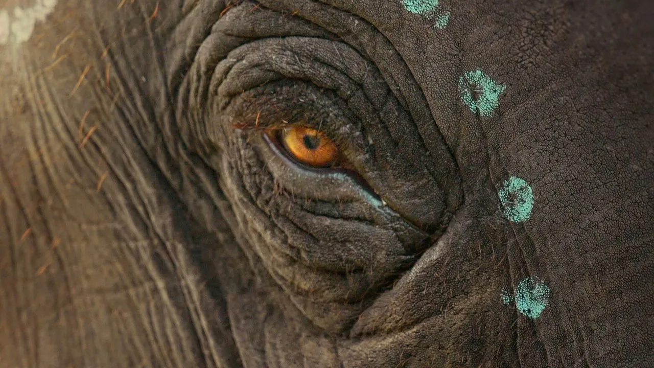 The Elephant Whisperers (2022) still