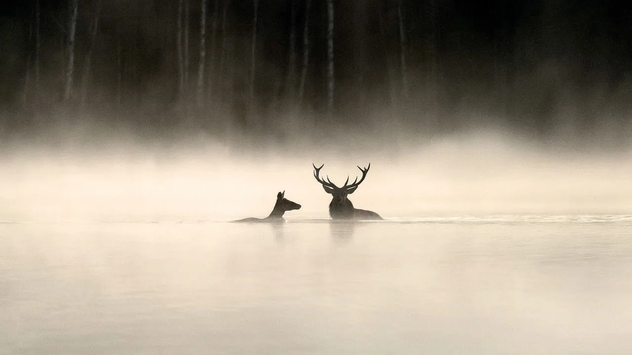 Whispers in the Woods (2025) still