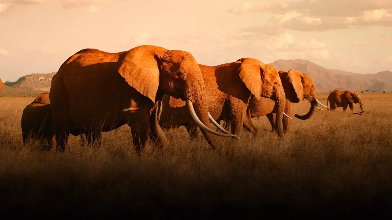 The Elephant Queen (2019) still