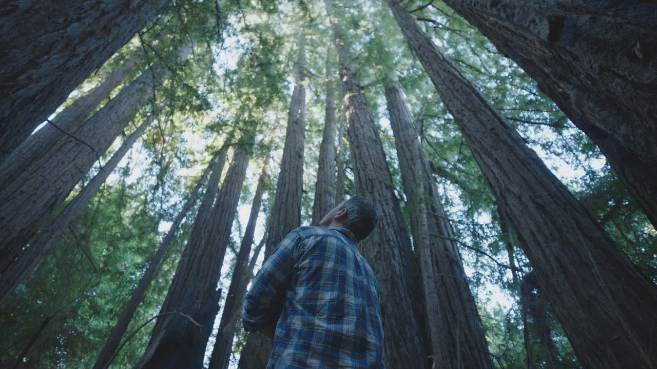 Trees and Other Entanglements (2023) दृश्य