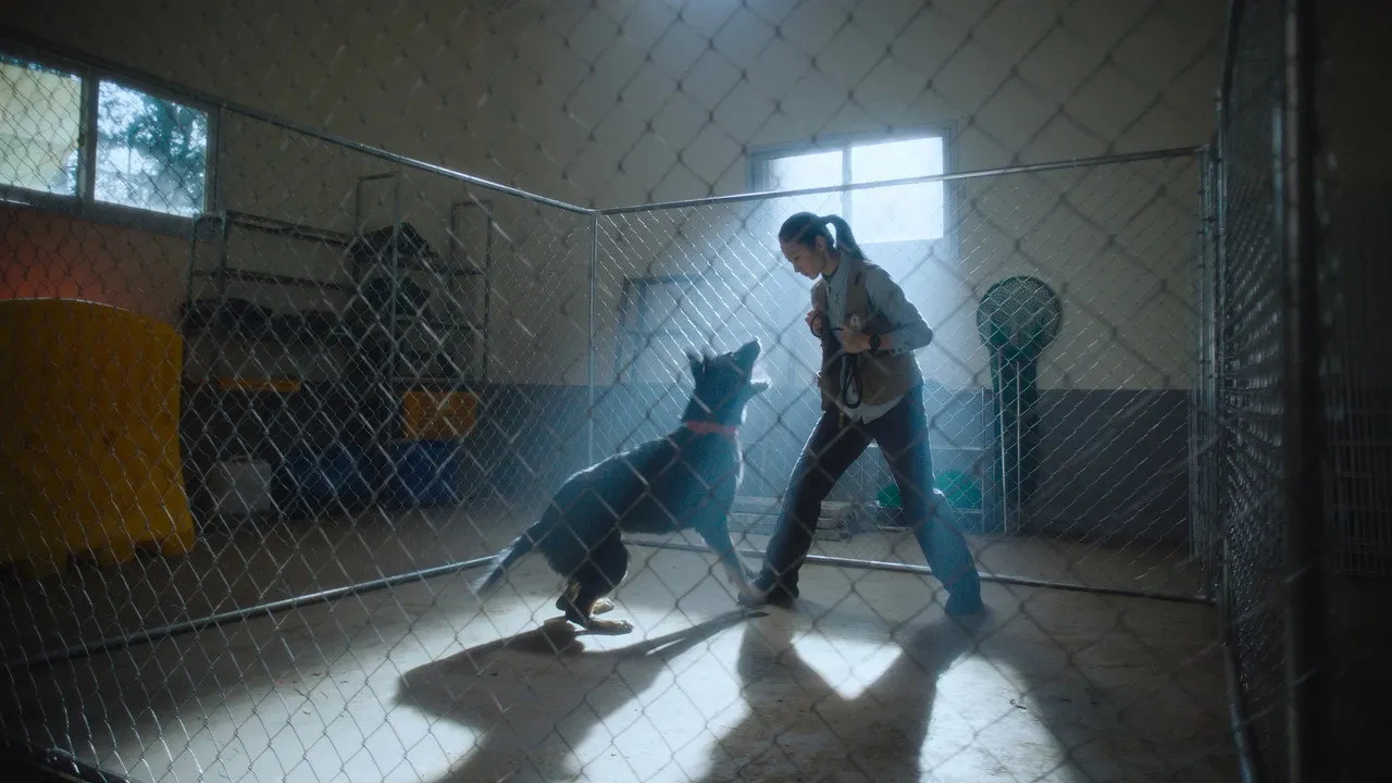 Wrangler (2026) still